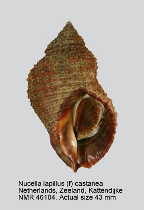 Nucella lapillus (f) castanea.jpg - Nucella lapillus (f) castaneaDautzenberg,1887